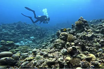 غواص وشعاب مرجانية غواص يسبح فوق شعاب مرجانية متنوعة في قاع المحيط الأزرق الصافي، مع فقاعات هواء تتصاعد من معداته.